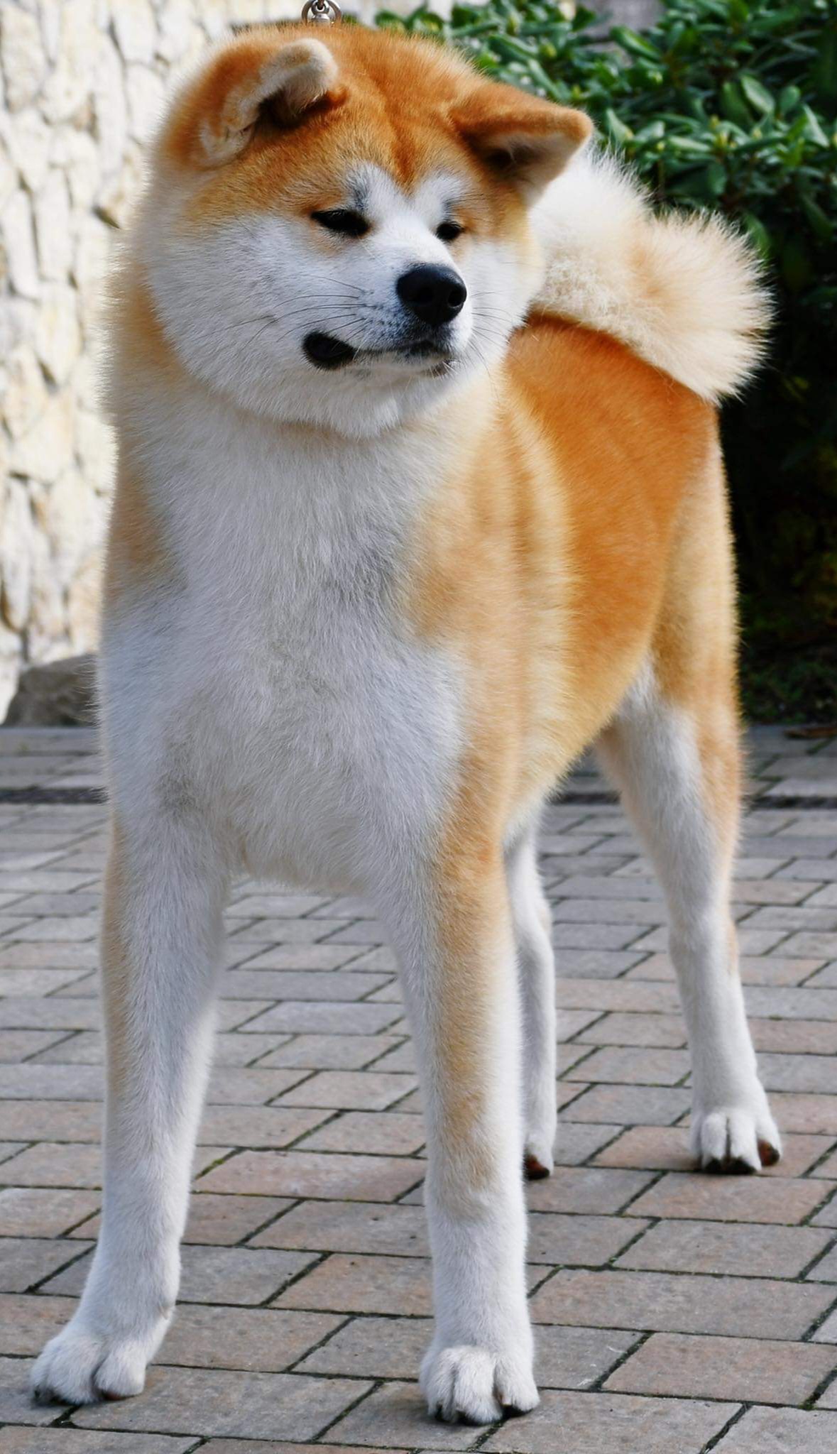 Chiyomune Go Fuen No Oka