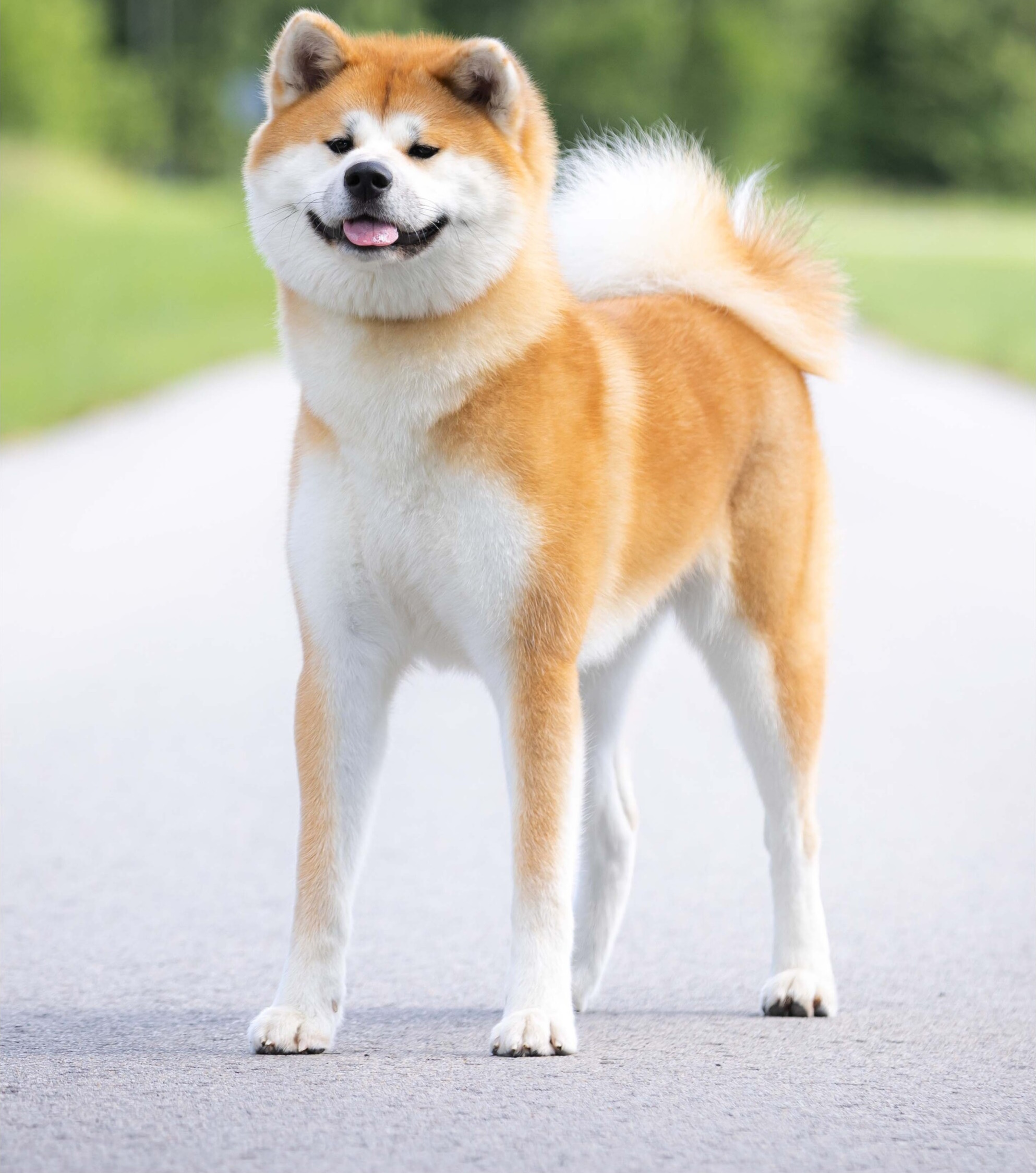 Ehime Go Mokaito