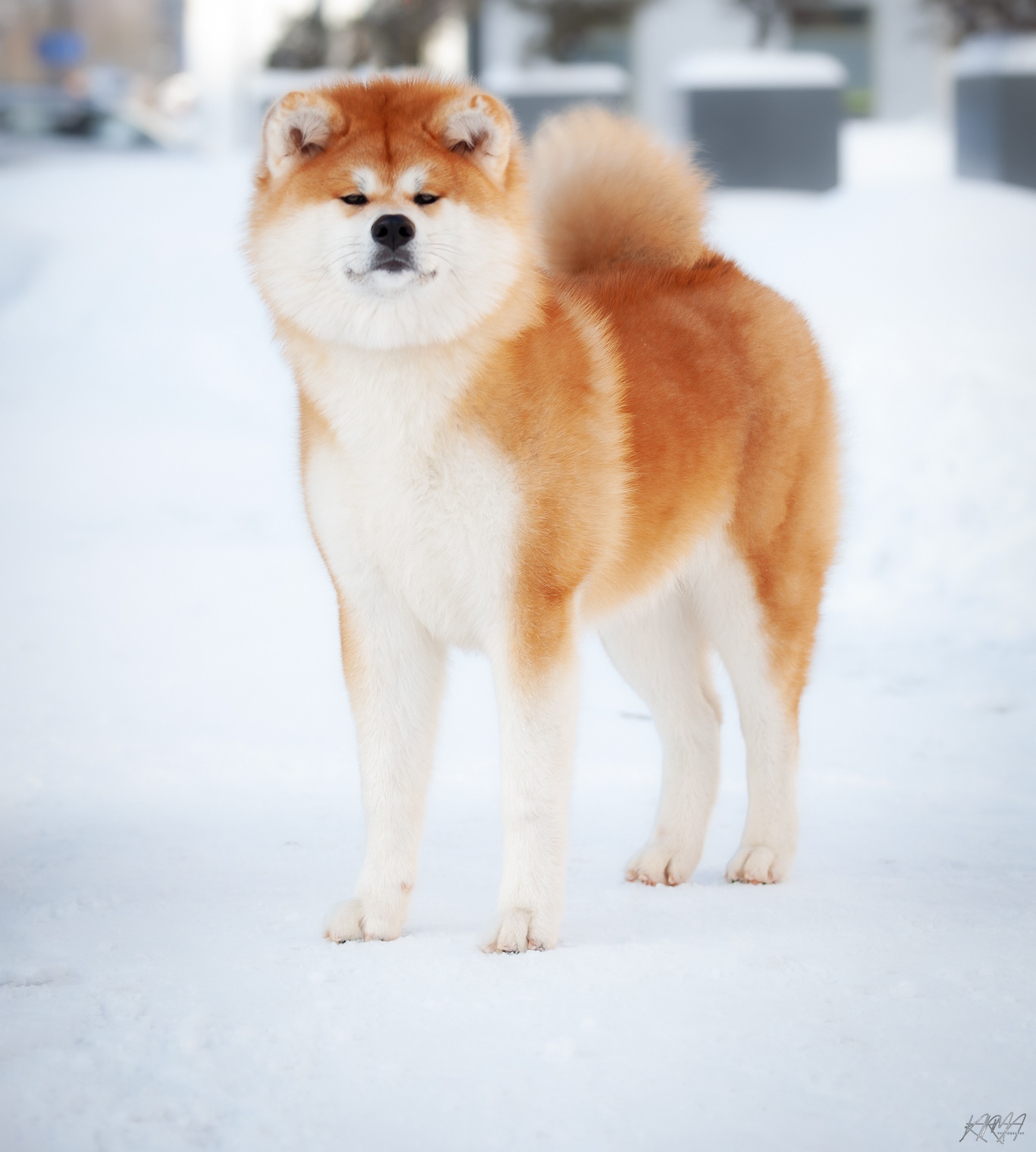 Sachi Go Fuen No Oka