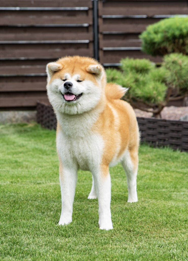 Sachi Go Fuen No Oka