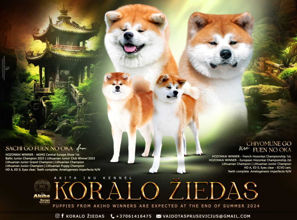 akita-inu Akita koralo žiedas, parduodami mažyliai
