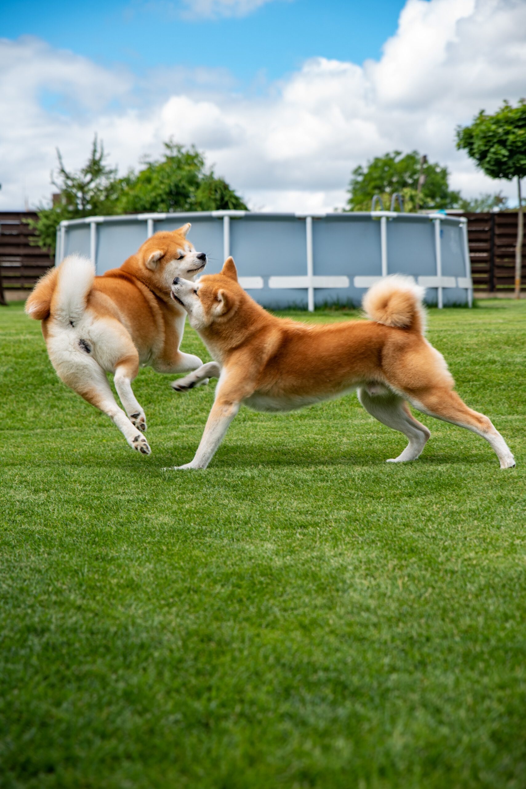 Koralo ziedas akita socializacija (7)